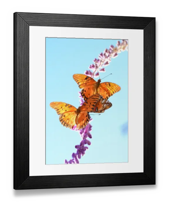 Framed Print : Us-Feature-Butterfly