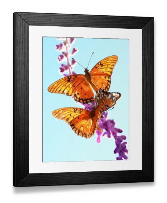Framed Print : Us-Feature-Butterfly