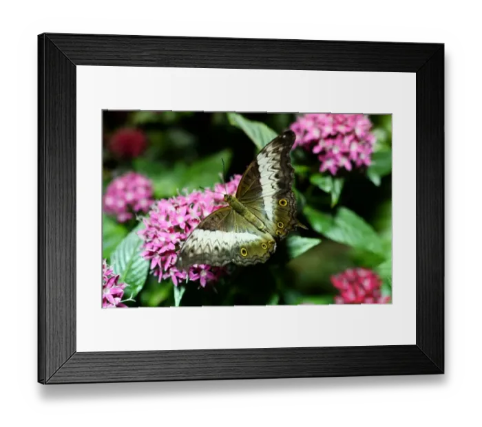 Framed Print : Us-Nature-Museum-Butterflies