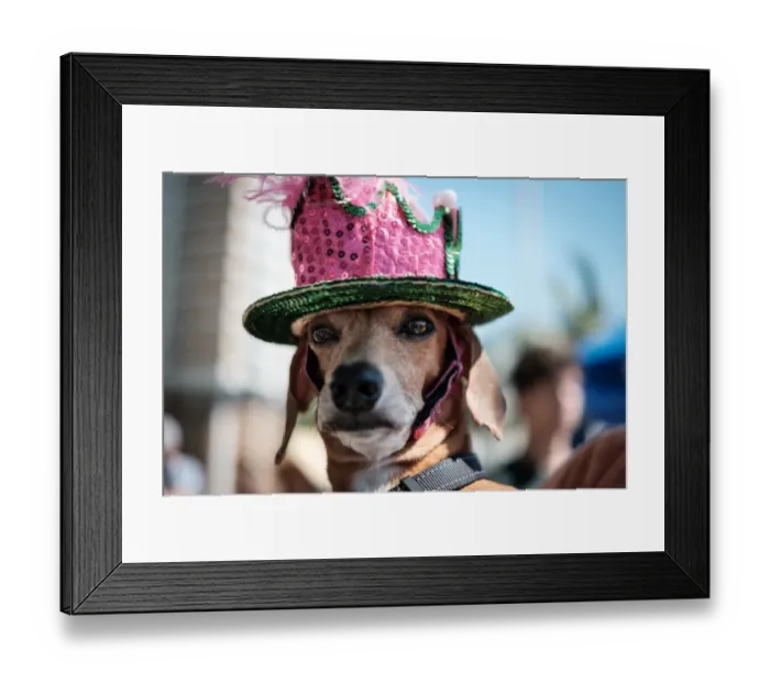 Framed Print : Brazil-Rio-Carnival-Street-Dog Framed Print : Brazil-Rio-Carnival-Street-Dog