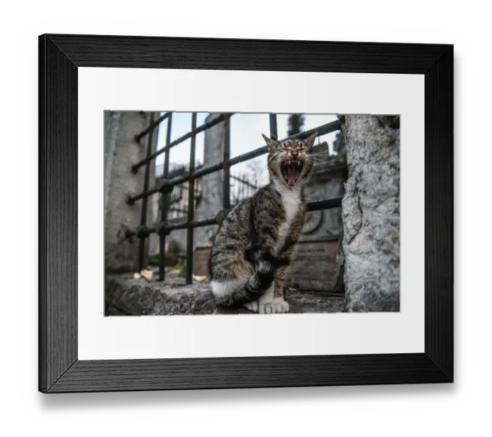 Framed Print : Turkey-Daily Life-Feature-Cat Framed Print : Turkey-Daily Life-Feature-Cat