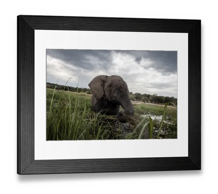 Framed Print : Files-Health-Us-Nature-Animal-Research-Botswana-Safrica Framed Print : Files-Health-Us-Nature-Animal-Research-Botswana-Safrica
