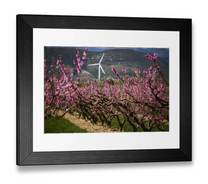Framed Print : France-Agriculture-Fruits-Orchards-Spring-Weather-Feature Framed Print : France-Agriculture-Fruits-Orchards-Spring-Weather-Feature