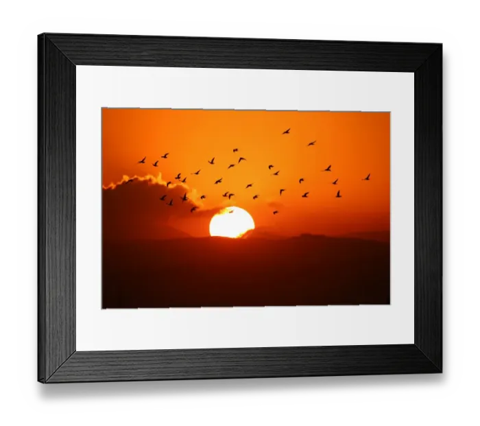 Framed Print : Syria--Animals-Birds Framed Print : Syria--Animals-Birds