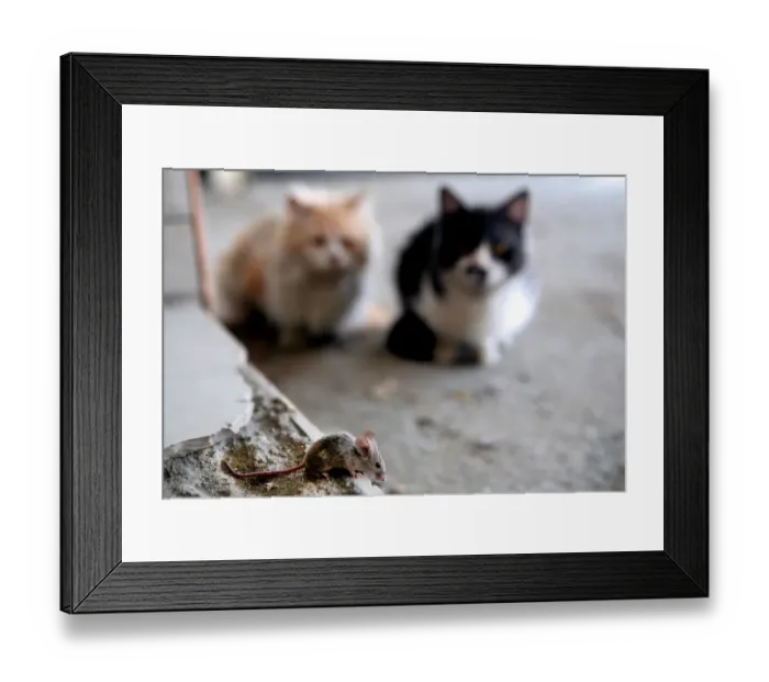 Framed Print : Kuwait-Daily-Life-Animal Framed Print : Kuwait-Daily-Life-Animal