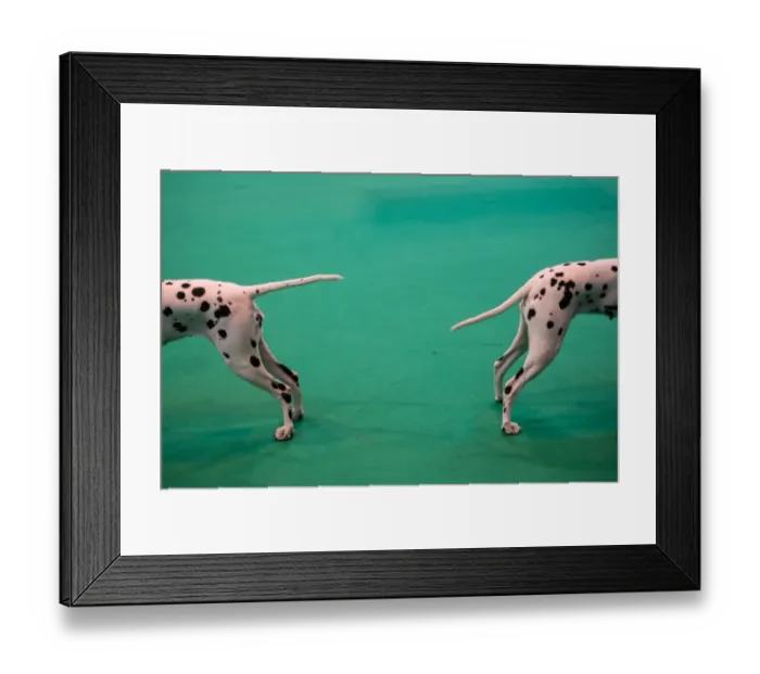 Framed Print : Britain-Animal-Dog-Crufts