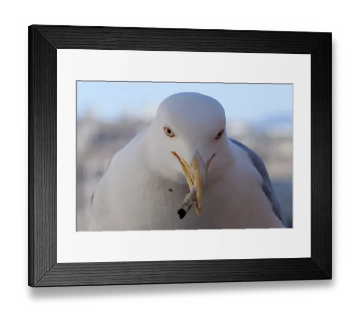 Framed Print : Italy-Forum-Seagull