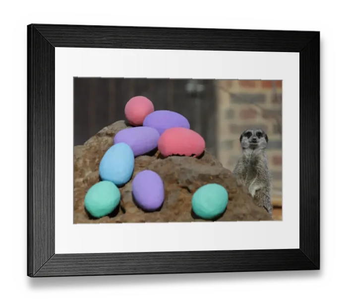 Framed Print : Britain-Animal-Zoo Framed Print : Britain-Animal-Zoo