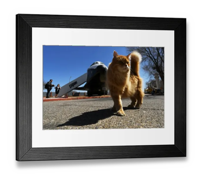 Framed Print : Kazakhstan-Russia-Animals-Offbeat Framed Print : Kazakhstan-Russia-Animals-Offbeat