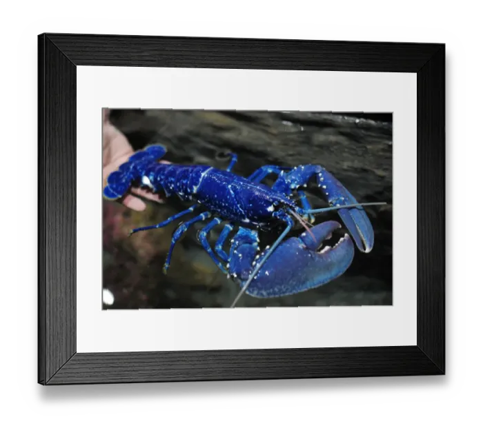 Framed Print : France-Animals Framed Print : France-Animals