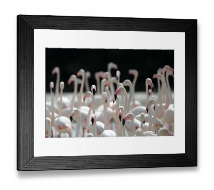 Framed Print : Uae-Animals-Flamingos