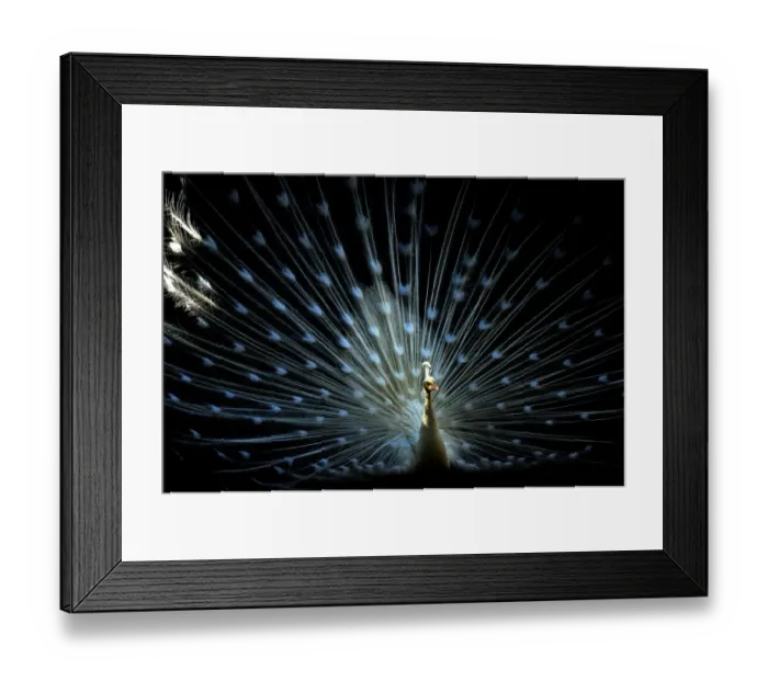 Framed Print : Georgia-Animal-Feature