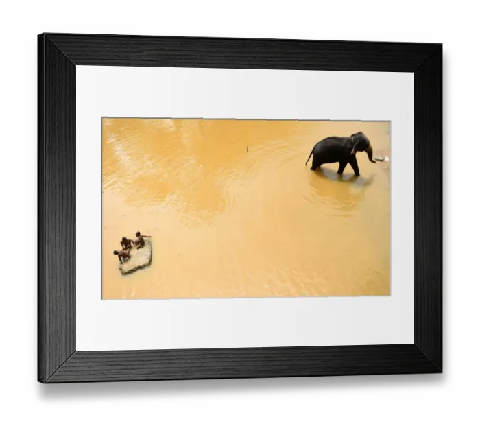 Framed Print : Sri-Lanka-Elephant Framed Print : Sri-Lanka-Elephant