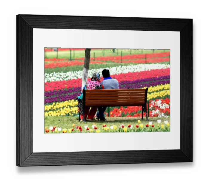 Framed Print : India-Kashmir-Tourism-Tulips Framed Print : India-Kashmir-Tourism-Tulips