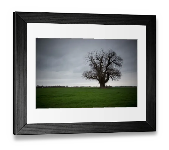 Framed Print : France-Nature-Tree-Feature