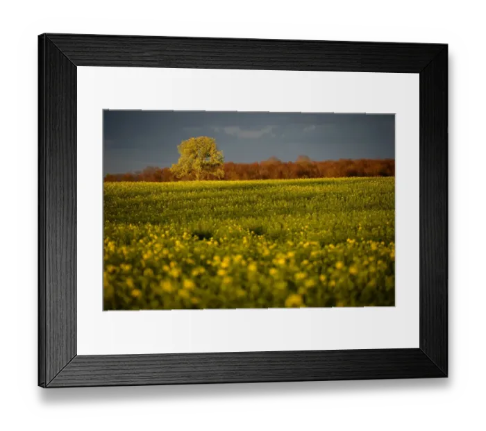 Framed Print : France-Nature-Agriculture-Sunset-Feature Framed Print : France-Nature-Agriculture-Sunset-Feature