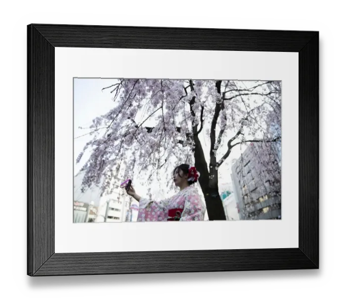 Framed Print : Japan-Lifestyle-Cherry-Blossom Framed Print : Japan-Lifestyle-Cherry-Blossom