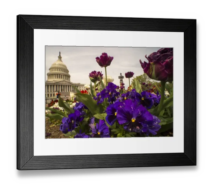 Framed Print : Us-Weather-Flowers