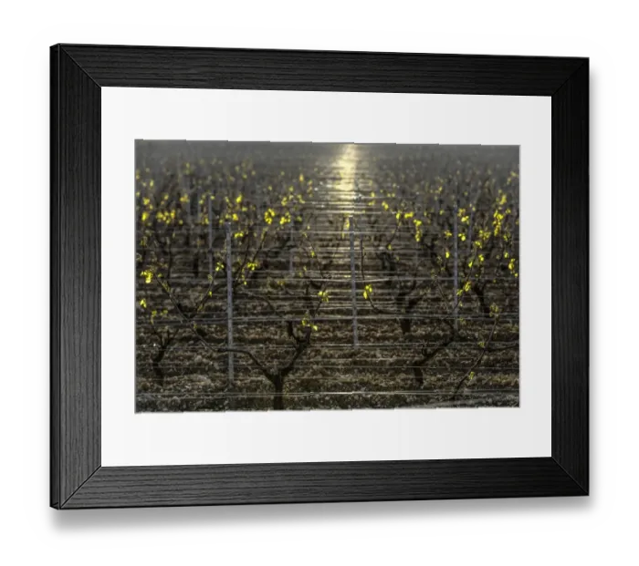 Framed Print : France-Agriculture-Wine-Weather