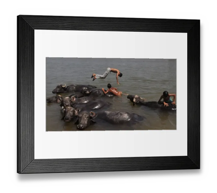 Framed Print : India-Weather-Animals Framed Print : India-Weather-Animals