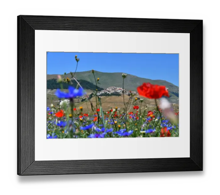 Framed Print : Italy-Feature-Castelluccio-Flowers Framed Print : Italy-Feature-Castelluccio-Flowers