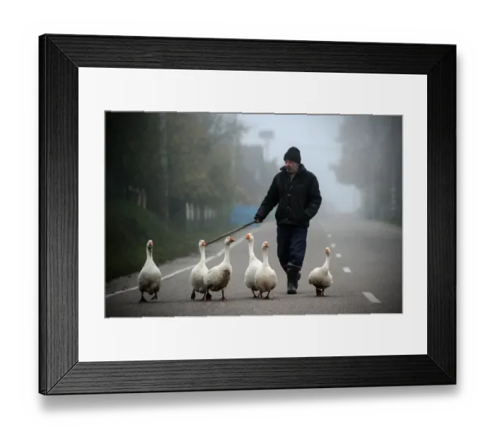 Framed Print : Belarus-Geese-Animals-Feature Framed Print : Belarus-Geese-Animals-Feature