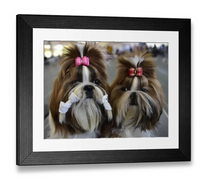Framed Print : Dog - Show - Exhibition