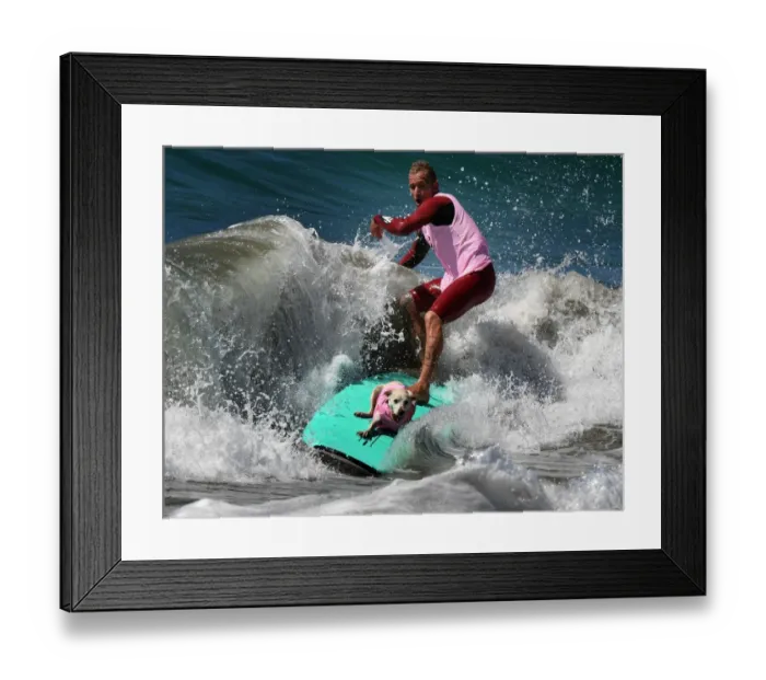 Framed Print : Lifestyle-Us-Animal-Pets-Dogs-Surfing Framed Print : Lifestyle-Us-Animal-Pets-Dogs-Surfing