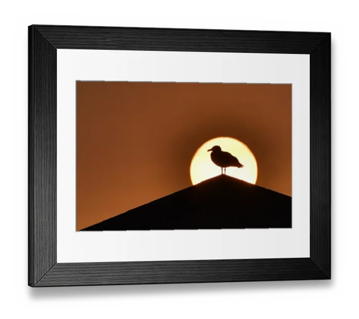 Framed Print : France - Sunset - Bird