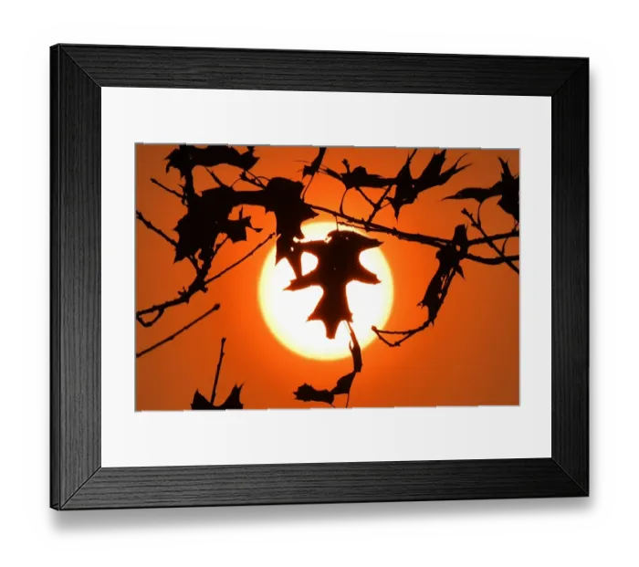 Framed Print : France - Autumn - Sunset - Oak Tree Framed Print : France - Autumn - Sunset - Oak Tree