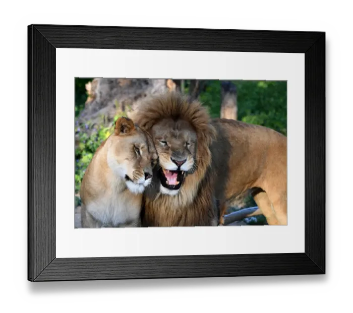 Framed Print : Tunisia-Lions-Zoo-Animal