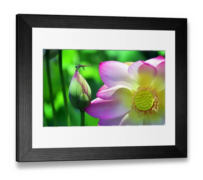 Framed Print : Us-Tourism-Nature-Dragonfly-Flowers