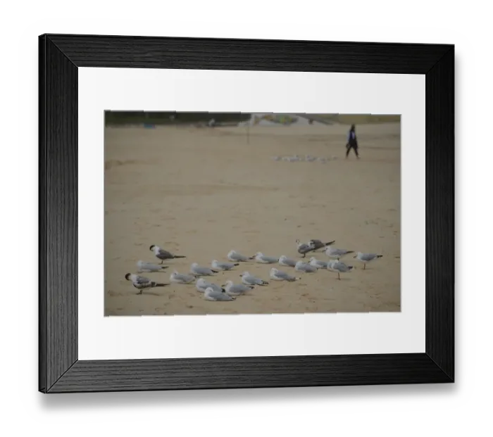 Framed Print : Australia-Beach-Birds Framed Print : Australia-Beach-Birds