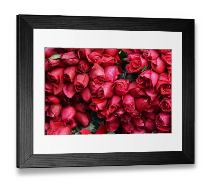 Framed Print : India-Society-Valentines-Roses