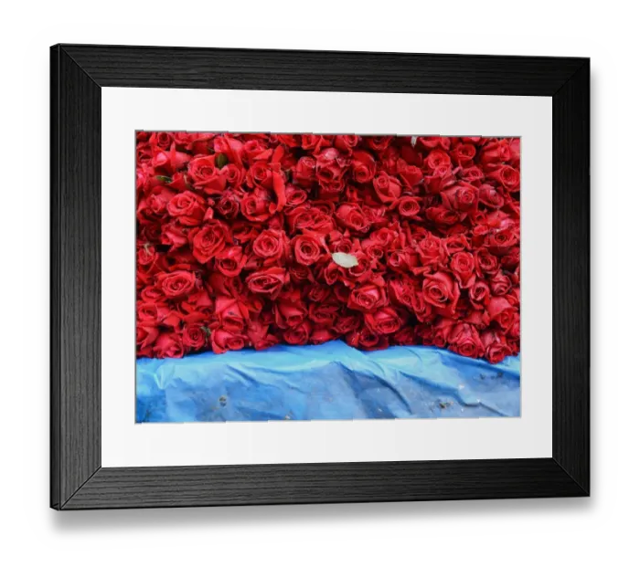Framed Print : India-Society-Valentines-Roses