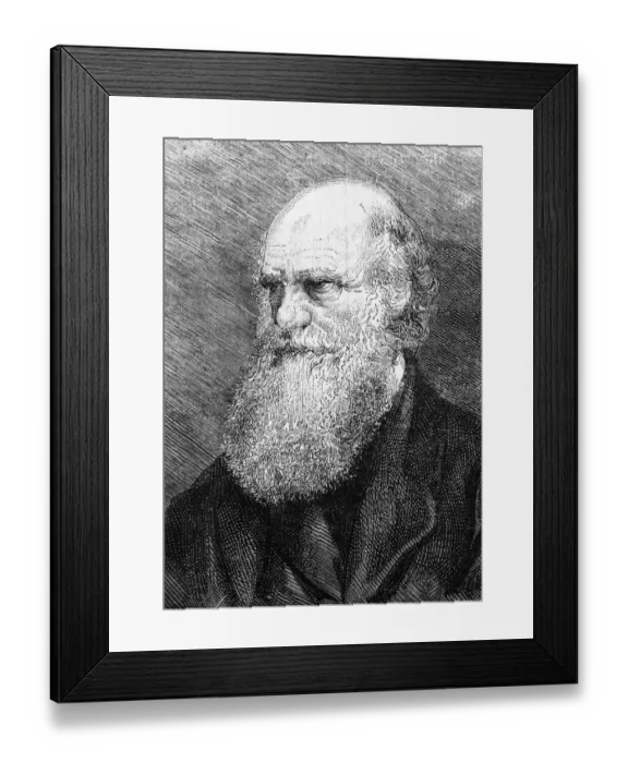 Framed Print : Charles Darwin Engraving Framed Print : Charles Darwin Engraving