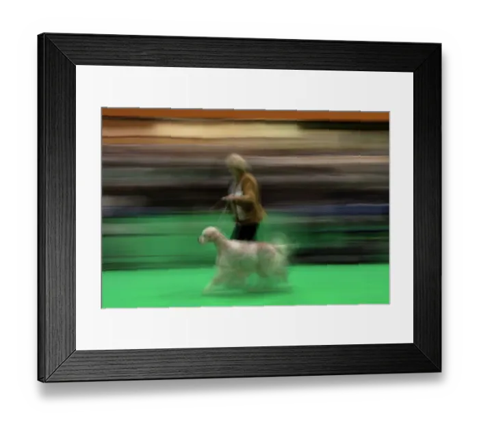 Framed Print : Britain-Animal-Dog-Crufts
