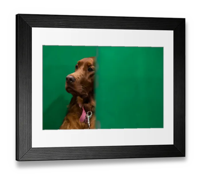 Framed Print : Britain-Animal-Dog-Crufts