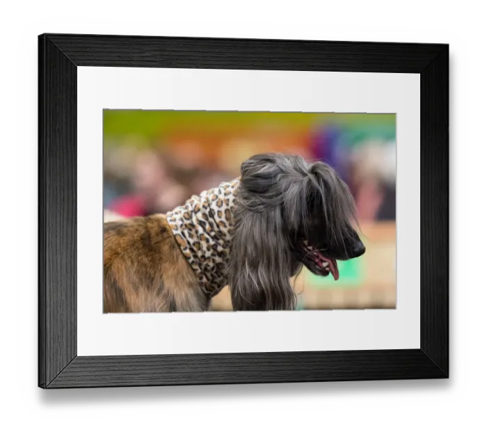 Framed Print : Britain-Animal-Dog-Crufts