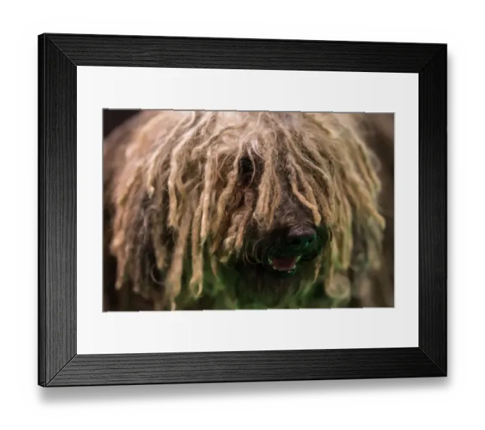 Framed Print : Britain-Animal-Dog-Crufts