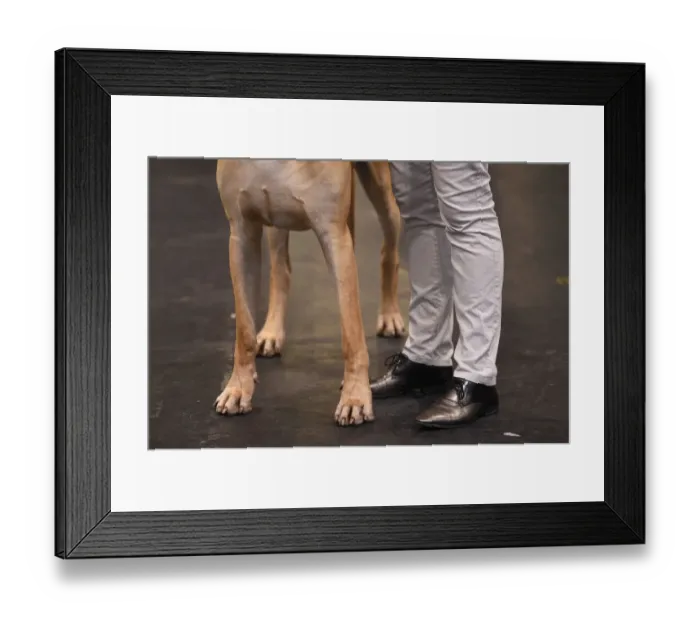Framed Print : Britain-Animal-Dog-Crufts Framed Print : Britain-Animal-Dog-Crufts