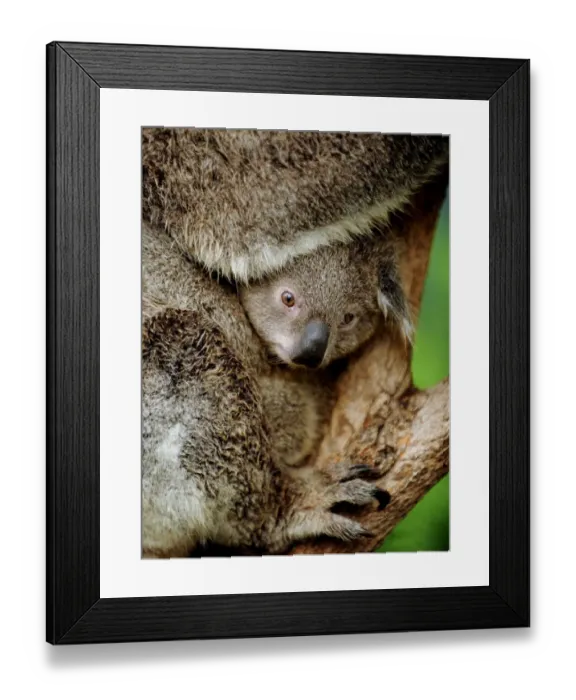 Framed Print : Australia-Animal-Koala