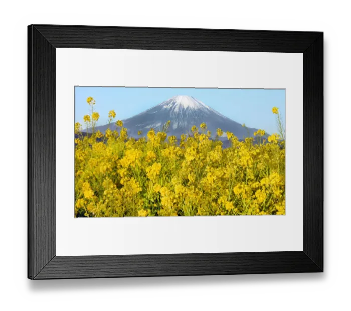 Framed Print : Rape Blossoms in full bloom, Mount Fuji Framed Print : Rape Blossoms in full bloom, Mount Fuji