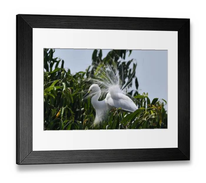 Framed Print : India-Animal-Bird