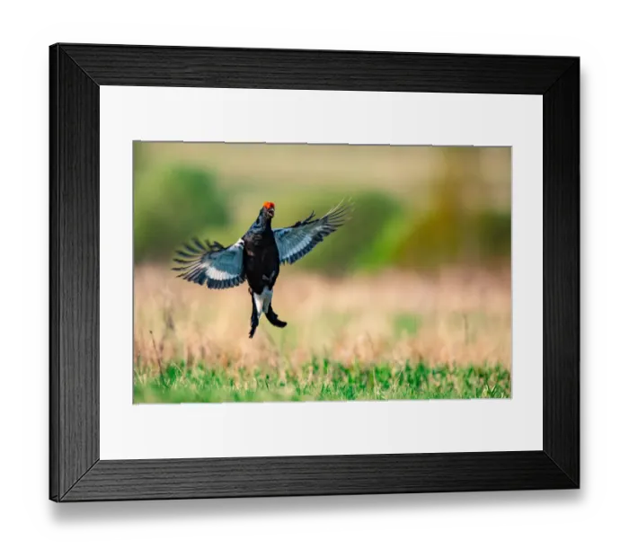 Framed Print : Belarus-Animal-Birds Framed Print : Belarus-Animal-Birds