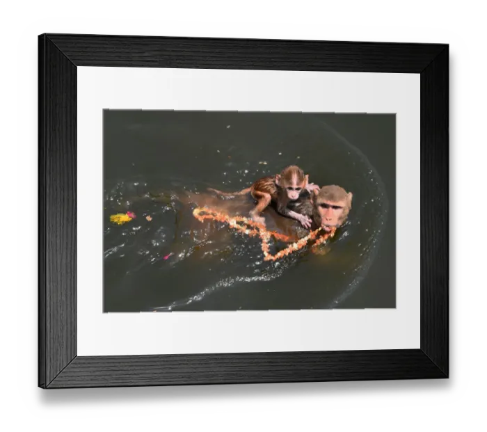 Framed Print : India-Animal-Weather Framed Print : India-Animal-Weather