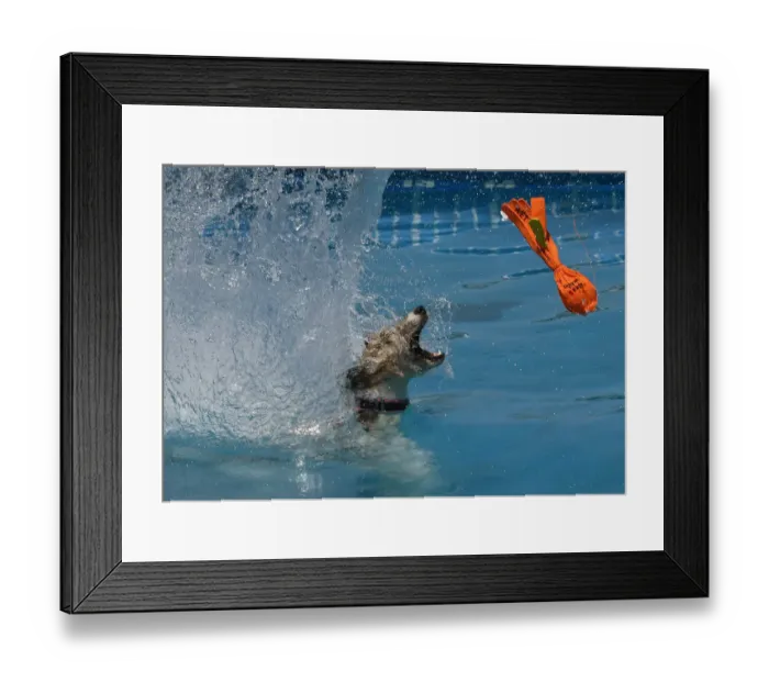 Framed Print : Splash Dogs Jumping Competition