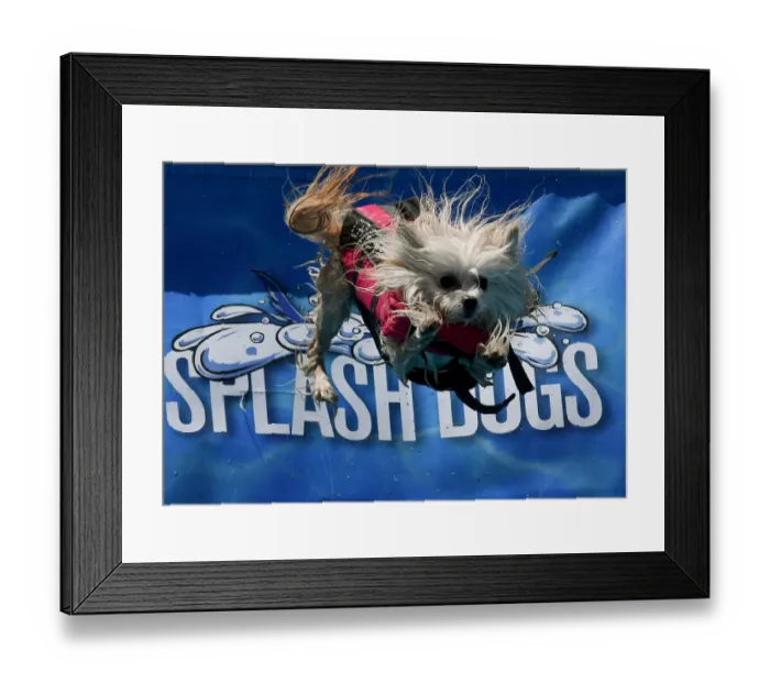 Framed Print : Splash Dogs Jumping Competition