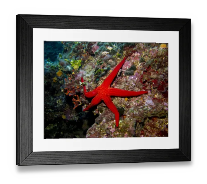 Framed Print : France-Nature-Animal-Sea Framed Print : France-Nature-Animal-Sea