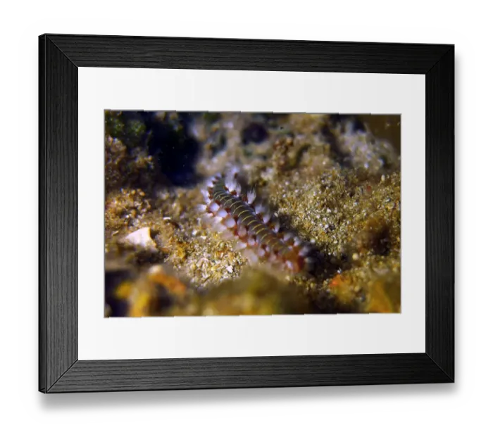 Framed Print : Lebanon-Sea-Life